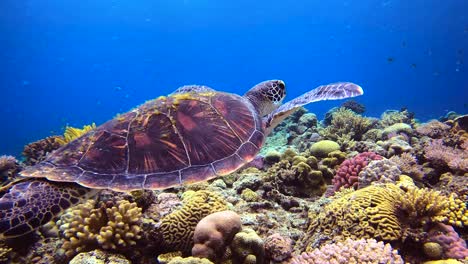 Tortuga-Verde-Nadando-Pacíficamente-En-Tranquilidad-Sobre-Coloridos-Arrecifes-De-Coral