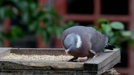 An-adult-Woodpigeon,-Columba-palumbus,-eating-seed-from-a-garden-bird-table