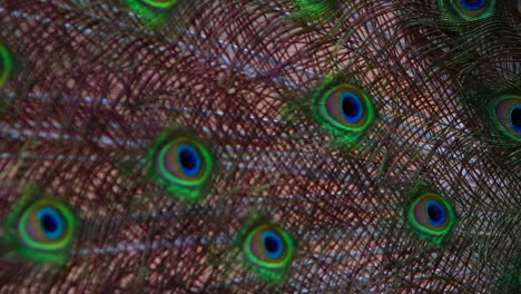 Close-up-of-proud-male-peacock-showing-off-its-vibrant-colourful-feather-design