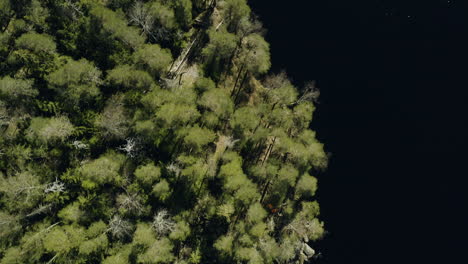 Aerial-view-above-forest-on-the-rocky-coast-of-a-lake-Iso-Helvetinjarvi,-bright,-sunny-day,-in-Helvetinjarvi-national-park,-Ruovesi,-Pirkanmaa,-Finland---top-down,-drone-shot