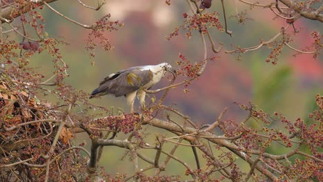 White-bellied-sea-eagle-a-male-bird-sits-besides-the-nest-watching-the-surrounding-to-see-intruders-who-may-rain-its-nest-which-has-a-chick-on-the-huge-tree-near-the-sea-coast