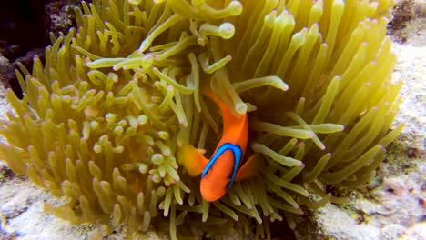 Tracking-Shot-of-Tomato-Clownfish-Anenomefish-Swimming-Playfully-in-Orange-Wavy-Coral