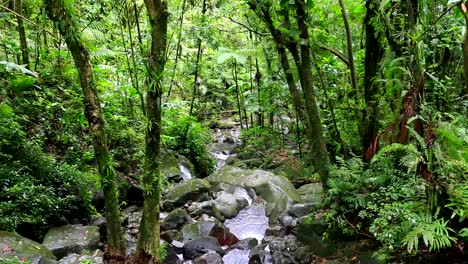 A-lush-jungle-in-El-Yunque-with-a-rippling-creek