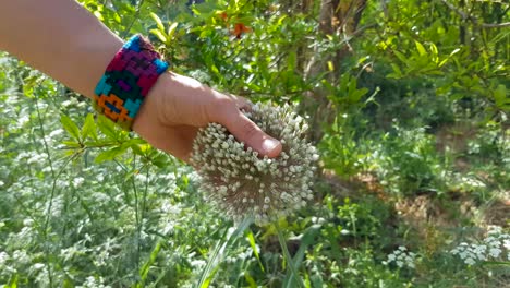 A-girl-touch-and-play-the-beautiful-white-ball-shaped-Allium-flower-by-her-hand-when-worn-a-colorful-needlework-bracelet
