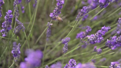 Biene-In-Lavendel-Zeitlupe