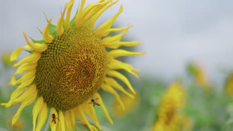 Sonnenblume-Auf-Einem-Feld,-Die-Sich-Im-Wind-Wiegt,-Mit-Zwei-Honigbienen,-Die-Versuchen,-Pollen-Von-Der-Blume-Zu-Bekommen