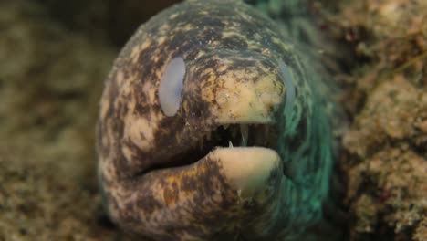 A-large-Moray-eel-showing-signs-of-blindness-in-both-of-its-eyes