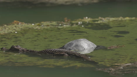 Alligator-passing-by-turtle-in-the-water