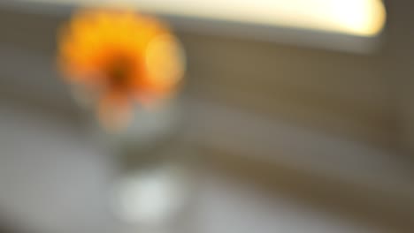 Pedestal-down-to-a-single-orange-flower-in-a-cup-of-water-on-a-windowsill