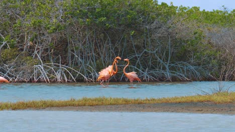 Ausgewachsene-Flamingos-Kämpfen-Vor-Mangrovenbäumen-Am-Fluss-In-Bonaire,-Kralendijk-–-Mittlere-Aufnahme