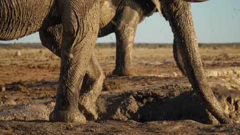 Scene-of-elephant-throwing-mud-onto-its-legs