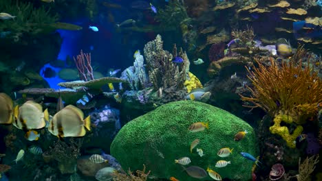 Großes-Aquarium-Mit-Einem-Korallenriff-Mit-Tropischen-Fischen,-Schildkröten-Und-Stachelrochen