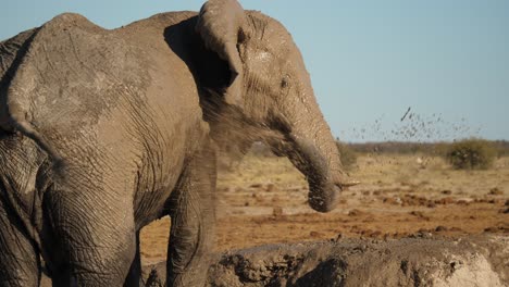Afrikanischer-Elefant-Duscht-Sich-In-Schlammbad,-Um-Sich-Abzukühlen,-Zeitlupe