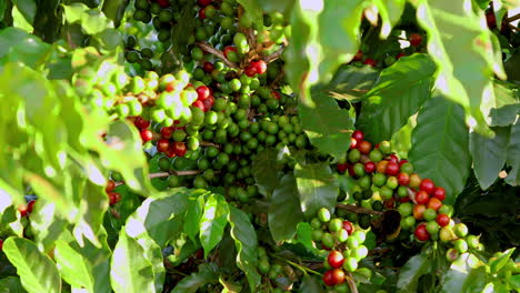 Light-breeze-blows-through-an-organic-coffee-bush-with-ripe-red-and-green-beans,-cherries