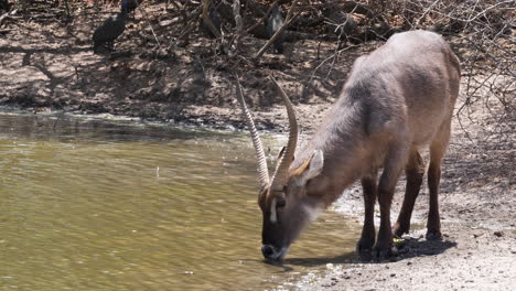 Waterbuck-Drinking-Water-By-The-Waterhole-In-Botswana,-South-Africa