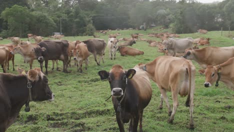 Amplia-Cacerola-De-Jersey-Y-Vacas-Marrones-Suizas-En-Un-Potrero