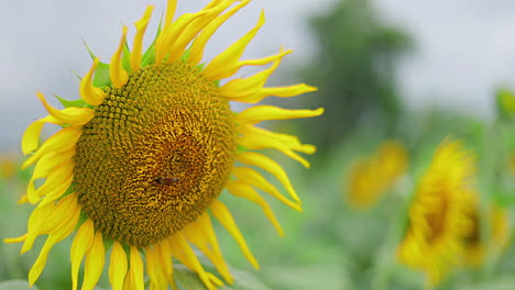 Move-in-shot-of-a-sunflower-in-close-up-with-a-honey-bee-feeding-on-its-pollen