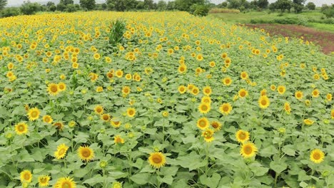 Drone-Flyover-shot-over-a-blooming-Sunflower-field-during-the-monsoon-in-a-Indian-Countryside