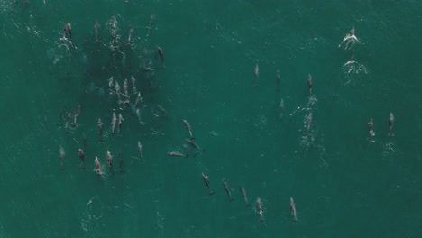 Aerial-shot-of-a-large-pod-of-dolphins-swimming-and-playing