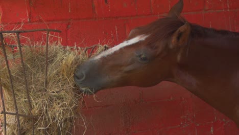 Nice-brown-horse-with-white-straight-line-marking-in-the-middle-of-its-face-standing-alone-eating-straw-close-up-shot