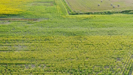 Tilt-up-reveal-of-sunflower-fields-in-Emporda-Catalonia