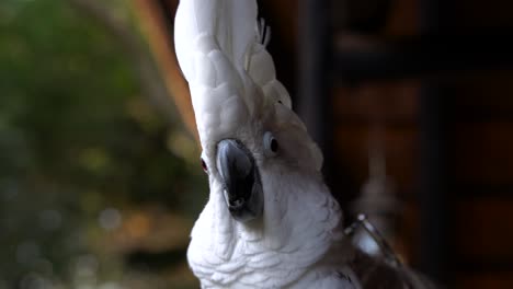 A-white-cockatoo-extending-his-head-crest-while-sitting-on-a-person's-shoulder