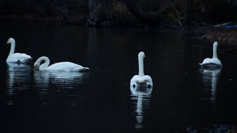 Cisnes-Blancos-Nadando-En-La-Superficie-De-Un-Lago-En-Un-Estado-De-ánimo-Oscuro