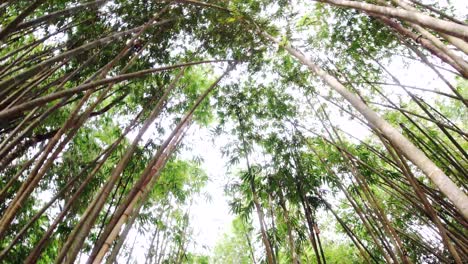 thin-bamboo-forest-at-daytime