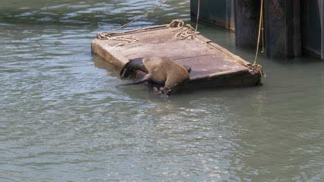 Playful-sea-lion-on-a-floating-platform-at-fisherman's-wharf
