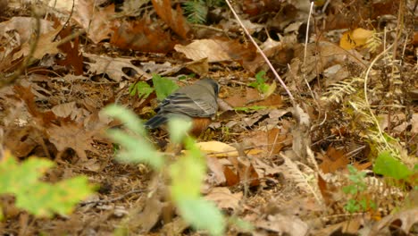 Forest-floor-hiding-insect-preys-is-perfect-hunting-ground-for-the-smarter-bird