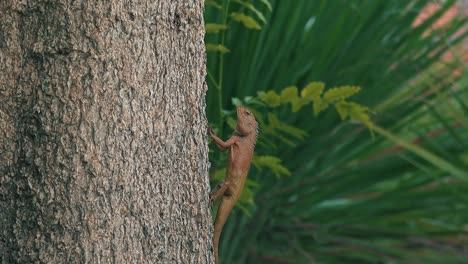 Zoom-Out-From-a-Large-Tropical-Lizard-Gripping-a-Tree-Trunk-in-the-Jungle