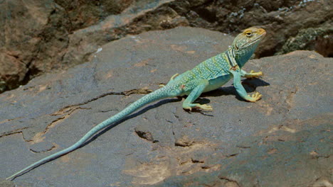 Collared-Lizard-on-flat-blue-rock-High-Angle