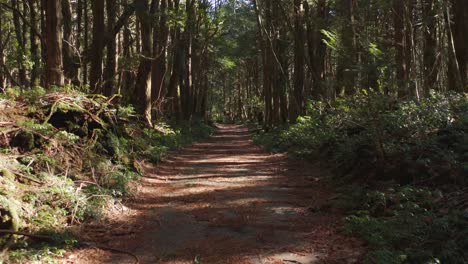 A-Dolly-Zoom-of-the-eerie-Aokigahara-Forest,-Yamanashi-Prefecture,-Japan