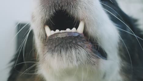 Extreme-close-up-of-a-dog-barking-in-slow-motion