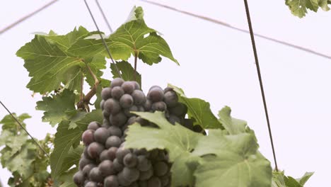 Organic-grape-vineyard-with-many-bunches-of-grapes-for-harvesting