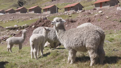 Eine-Herde-Alpakas-Und-Lamas,-Die-Vor-Dem-Abgelegenen-Quechuan-Dorf-Kelkanka-Im-Heiligen-Tal-Perus-Weiden