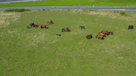 Horses-grazing-on-pasture,-aerial-view-of-green-landscape-with-a-herd-of-brown-horses-and-a-single-white-horse,-European-horses-on-meadow