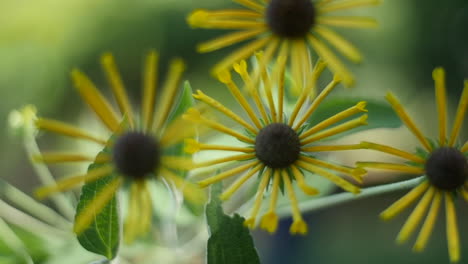 Yellow-flowers-quilled-brown-eyed-susan