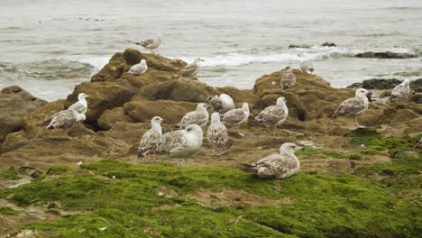 Bunch-of-seagulls-resting-in-beach-of-Angeiras-in-Lavra,-Porto,-Portugal