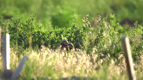 Kanincheneulenküken,-Die-Ihre-Umgebung-Von-Ihrem-Nest-Aus-Beobachten