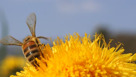 Nahaufnahme-Einer-Biene-Während-Der-Arbeit-In-Löwenzahn-Mit-Verschwommenem-Hintergrund