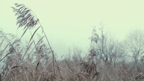 Tilt-down-to-thick-reeds-on-river-bank-among-dense-fog