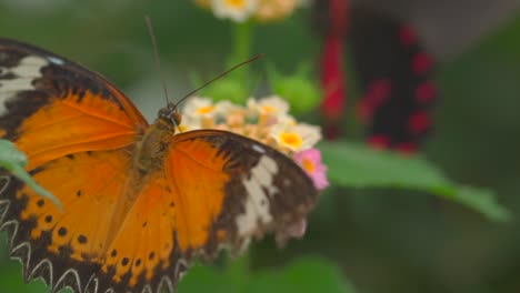 Nahaufnahmen-Eines-Hübschen-Schmetterlings,-Der-Im-Frühling-Im-Freien-Blütenpollen-Sammelt