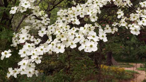 Dogwood-trees-at-peak-bloom-at-Coker-Arboretum-on-the-campus-of-the-University-of-North-Carolina-at-Chapel-Hill