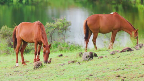 Two-brown-colour-horses-feeding-on-green-grass-in-front-of-a-lake-during-the-monsoon-season-in-India