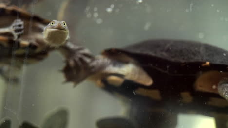 Haustierschildkröten-Schwimmen-In-Einem-Aquarium-Mit-Krallen-Und-Füßen-Aus-Nächster-Nähe