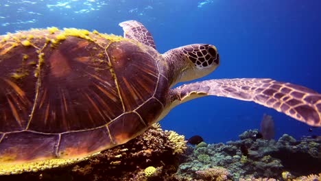 Extreme-Close-Up-of-Green-Turtle-Swimming-Over-Reef-Facing-Right