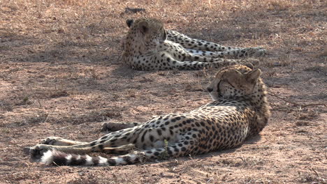 Close-view-of-two-male-cheetahs-resting-on-dry-ground-in-South-Africa
