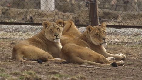 lioness-sisters-resting-in-zoo