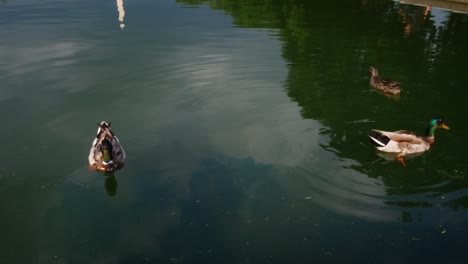 Ducks-floating-in-the-reflecting-pool-at-the-national-mall-seeing-the-Washington-Monument
